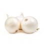 White Onion - 5