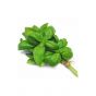 Fresh Basil