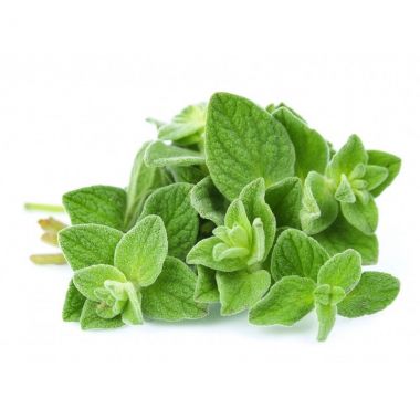 Green Oregano - 5