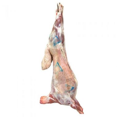 Syrian Local Goat  - 5